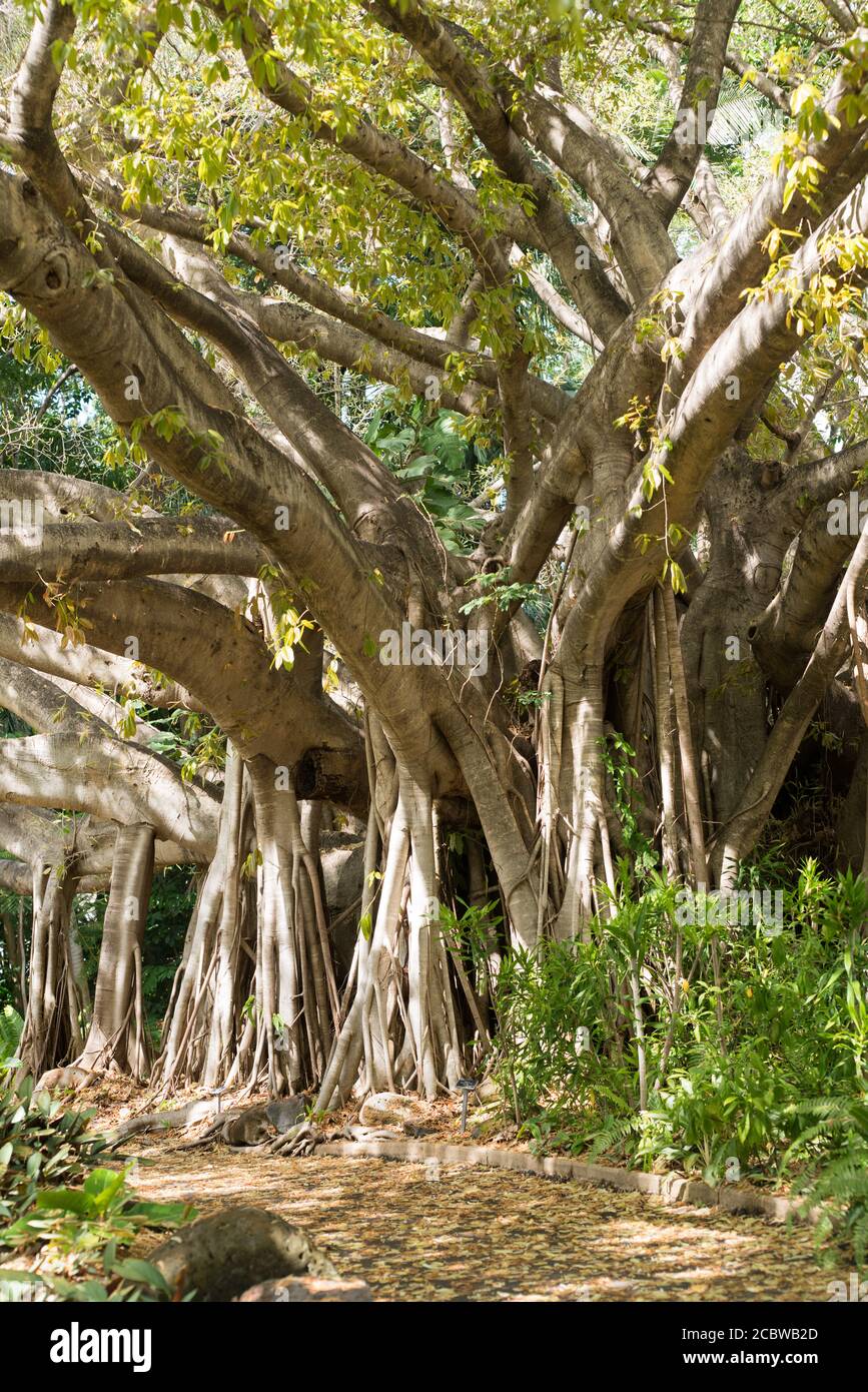 Giant Ficus virens or white fig tree in flower with numerous aerial roots, fruit is edible in Queens Gardens, Townsville Stock Photo