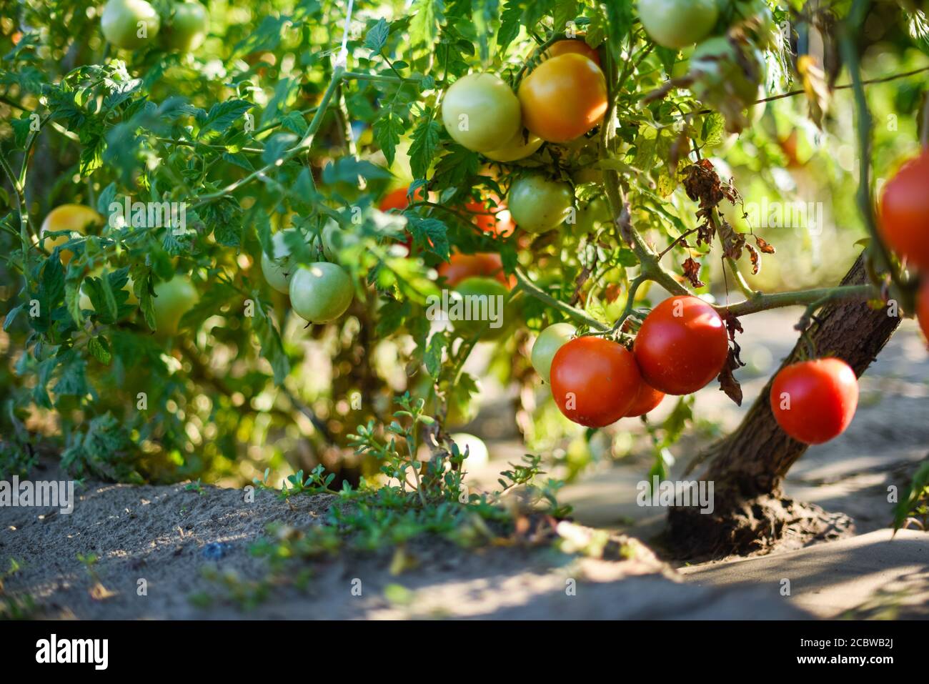 Organic tomato plant growing in a plantation row with several ripen and
