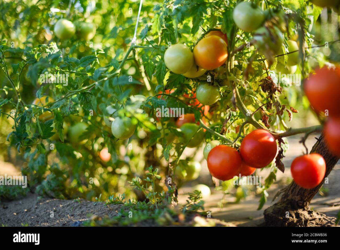 Wider image of organic tomato plant growing in in a plantation row with