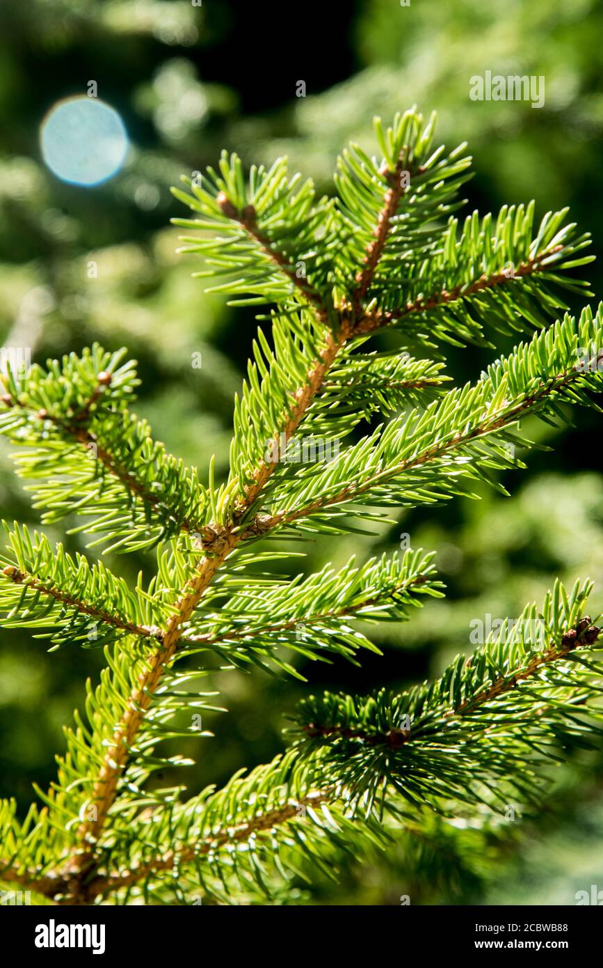 Sun backlighting the tree hi-res stock photography and images - Alamy