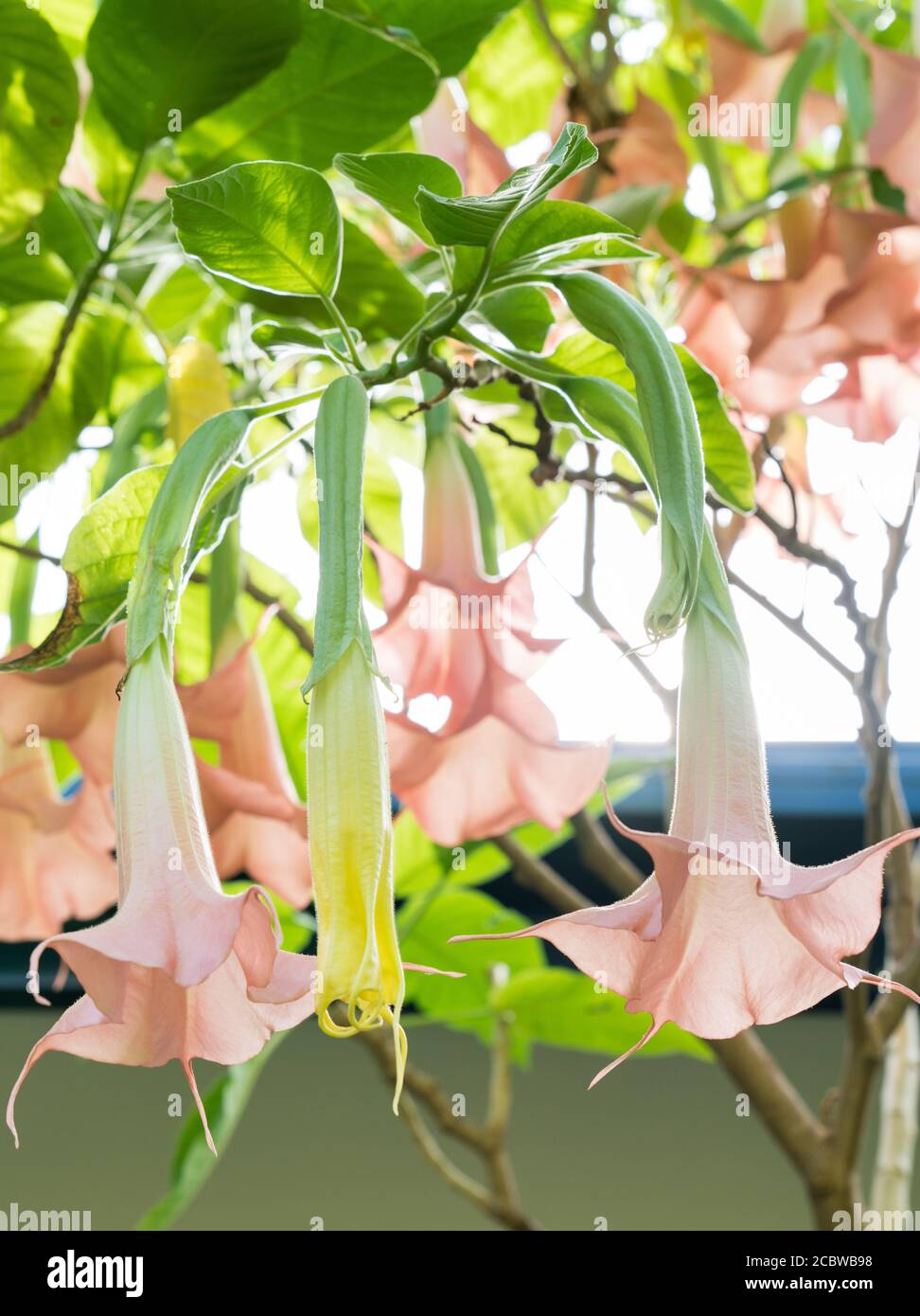 Several trumpet shaped flowers on the pink brugmansia, flowers are yellow and change to pink Stock Photo