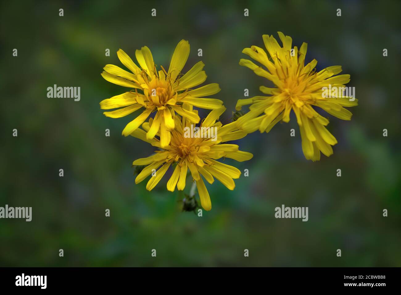 Yellow wildflowers on a blurred natural background close-up. Stock Photo