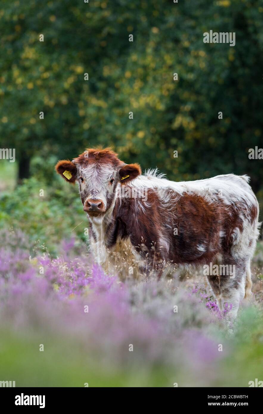 English Longhorn Cattle High Resolution Stock Photography and Images ...
