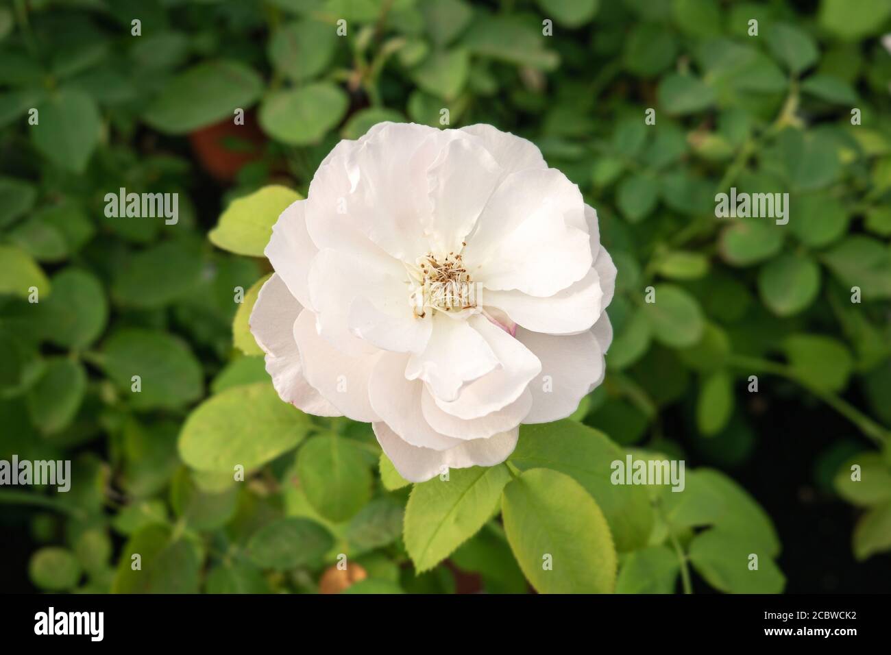 Rosa chinensis hires stock photography and images Alamy