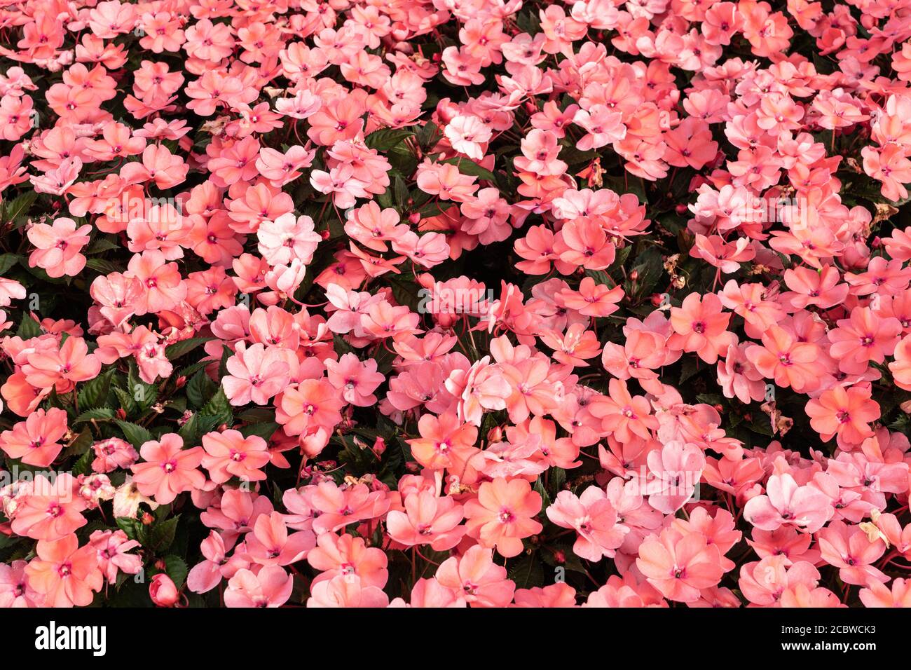 Pink Impatiens walleriana background. Busy Lizzie flowers. Floral backdrop Stock Photo
