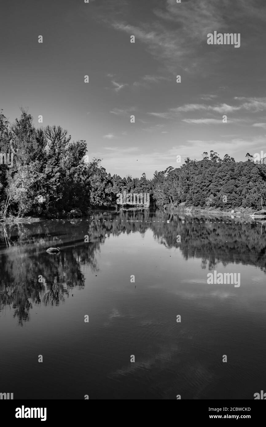 lake pristine with green forest water reflection and bright blue sky at morning in black and white image is taken at ooty lake tamilnadu india. it is Stock Photo
