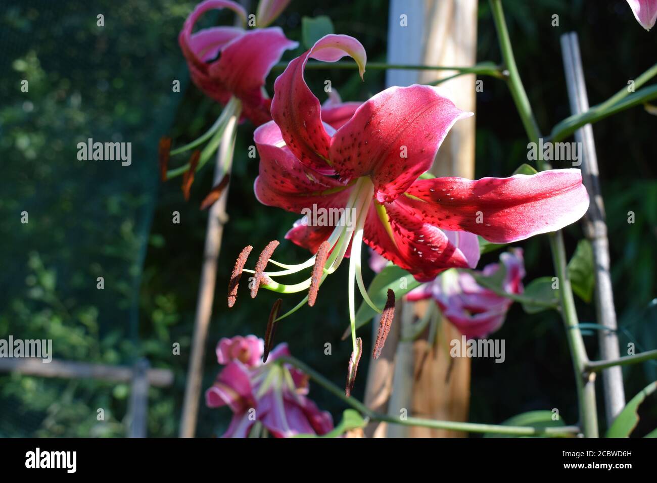 lys Miss Feya Stock Photo - Alamy