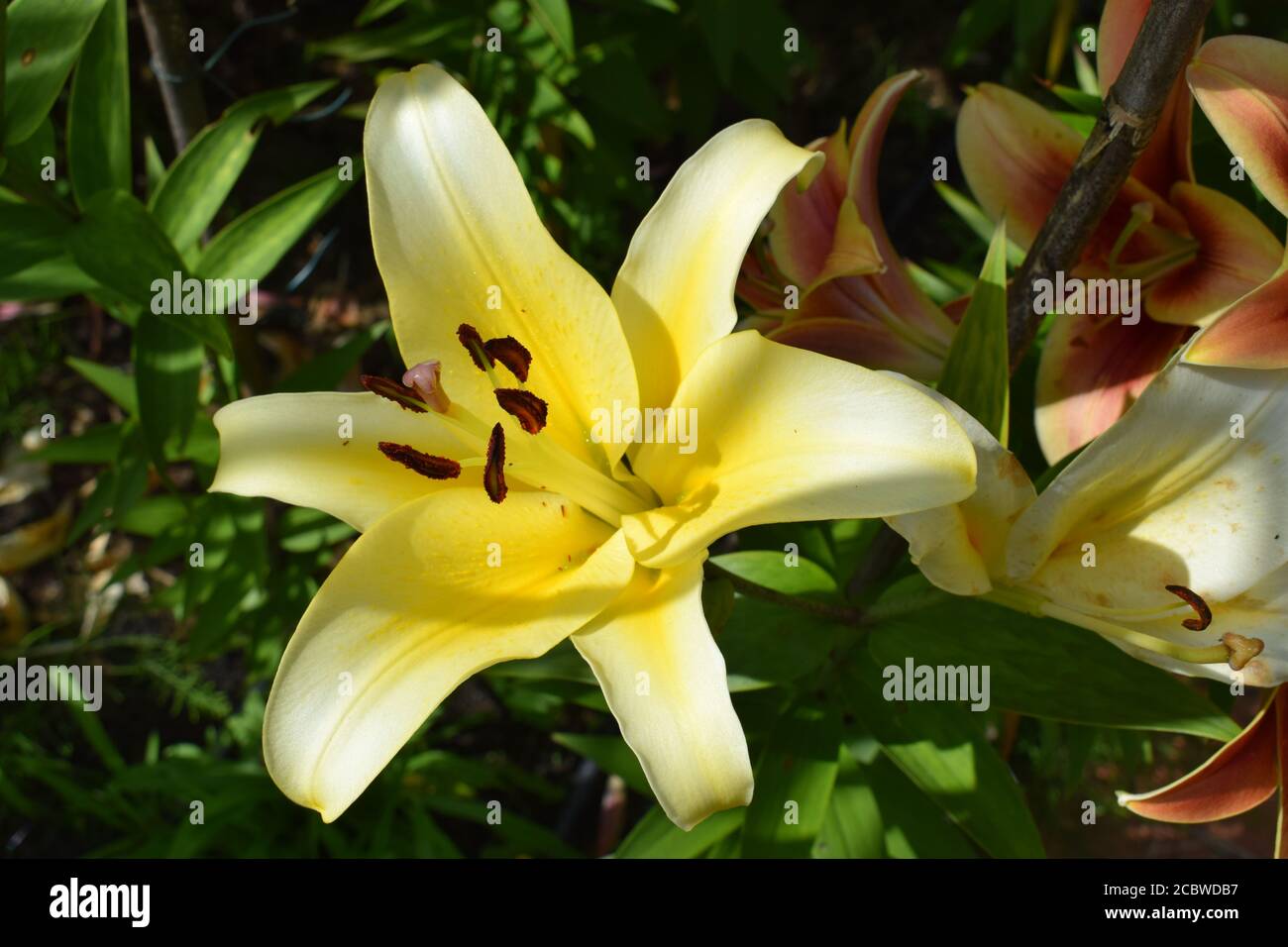 Lilium corcovado hi-res stock photography and images - Alamy