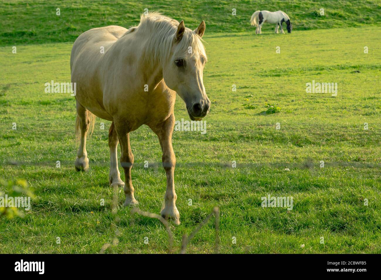 The horse is grazing on the field Stock Photo