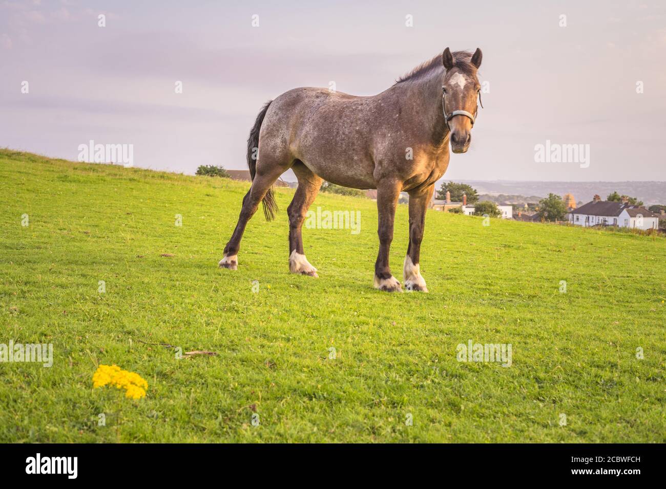 The horse is grazing on the field Stock Photo