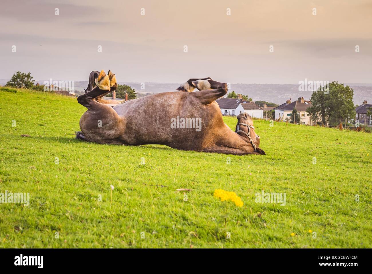 The horse during grazing is laying on the back Stock Photo