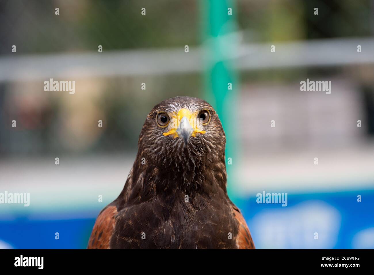 Hawk Expression The hawk straight face expression of eye Stock Photo - Alamy