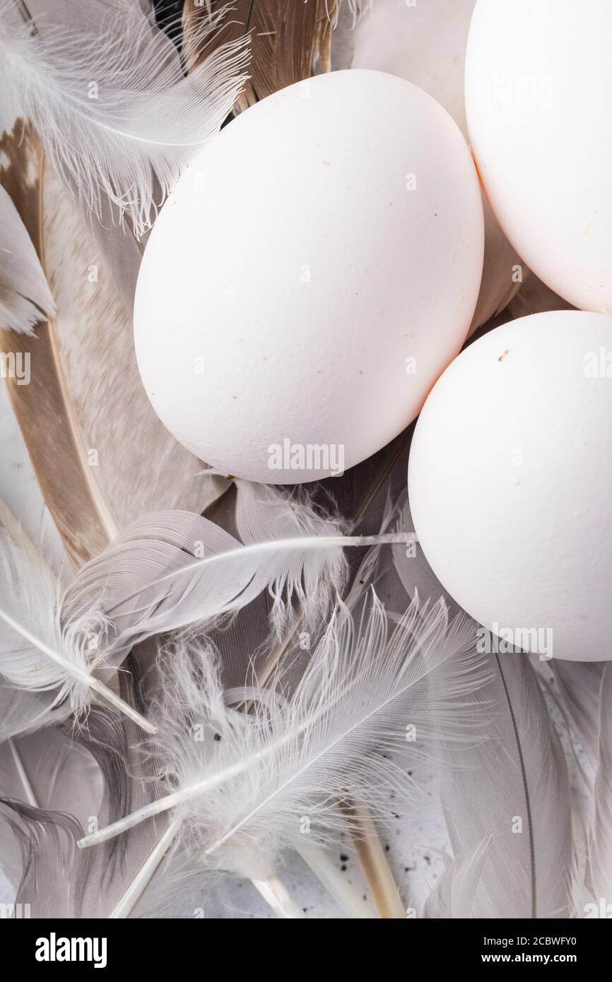 selective focus, fresh white chicken eggs in lots of bird feathers Stock Photo