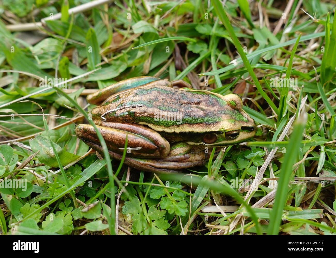 Green and golden bell frog, Litoria aurea, close-up hiding in the grass. Stock Photo