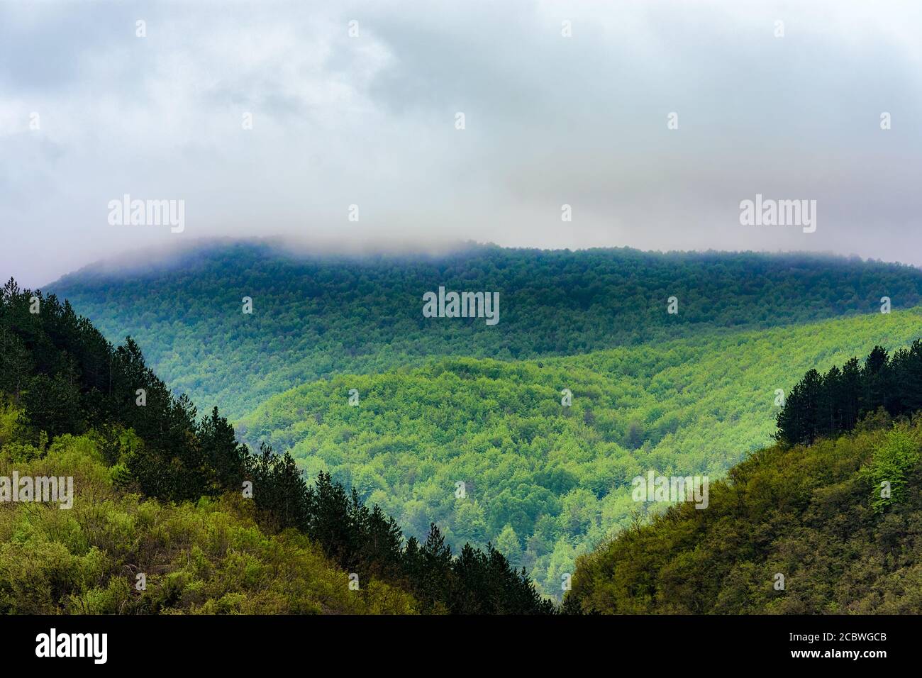 Wooded slopes of Zlatibor mountain and nature park in southwestern Serbia Stock Photo