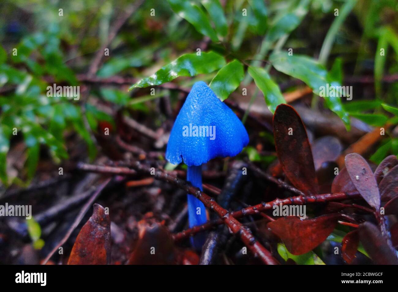 Edible mushroom new forest hires stock photography and images Alamy