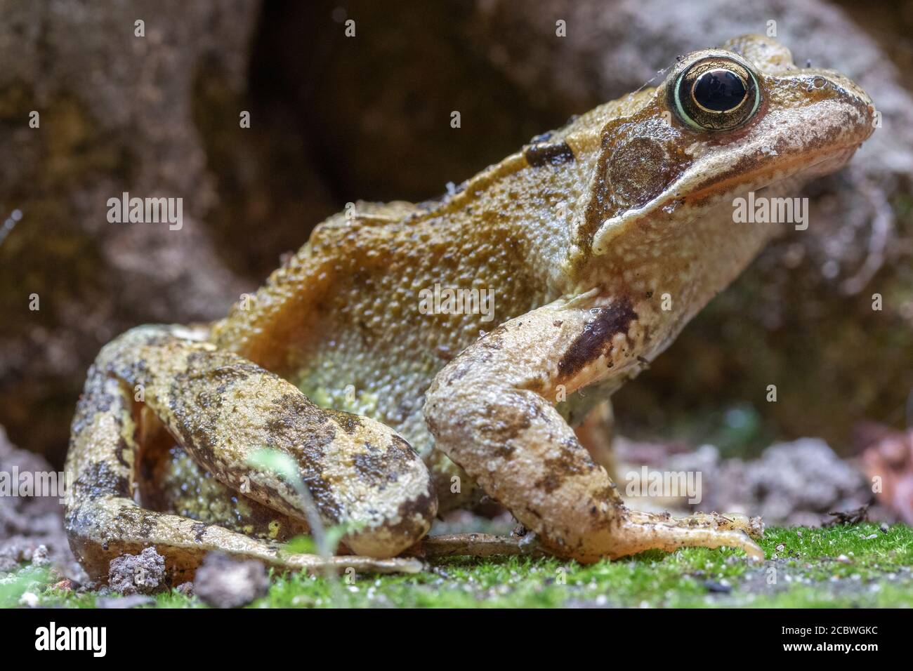 Closeup image of a stationary frog in amongst the stones Stock Photo