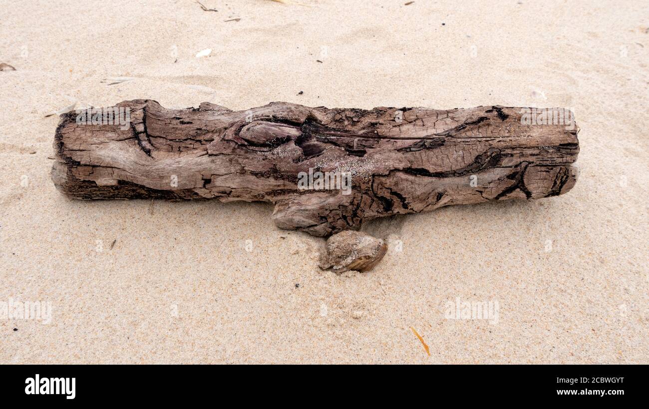 Old driftwood in the beach sand Stock Photo - Alamy