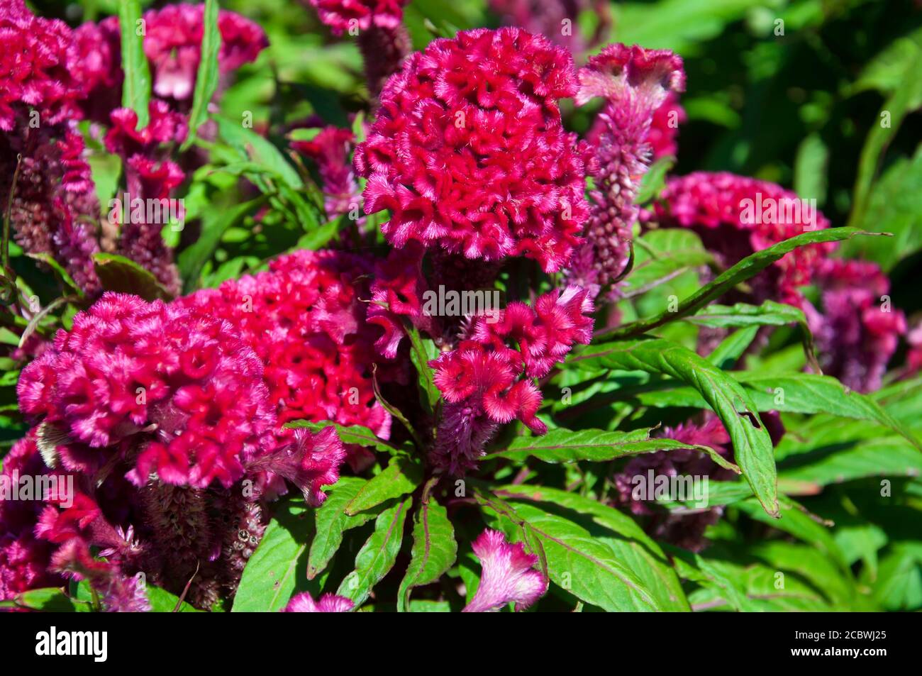 Giant Fuchsia colored celosia cristata crested cockscomb in bright sunlight against green leaves within Shaoxing China, zhejiang province. Stock Photo