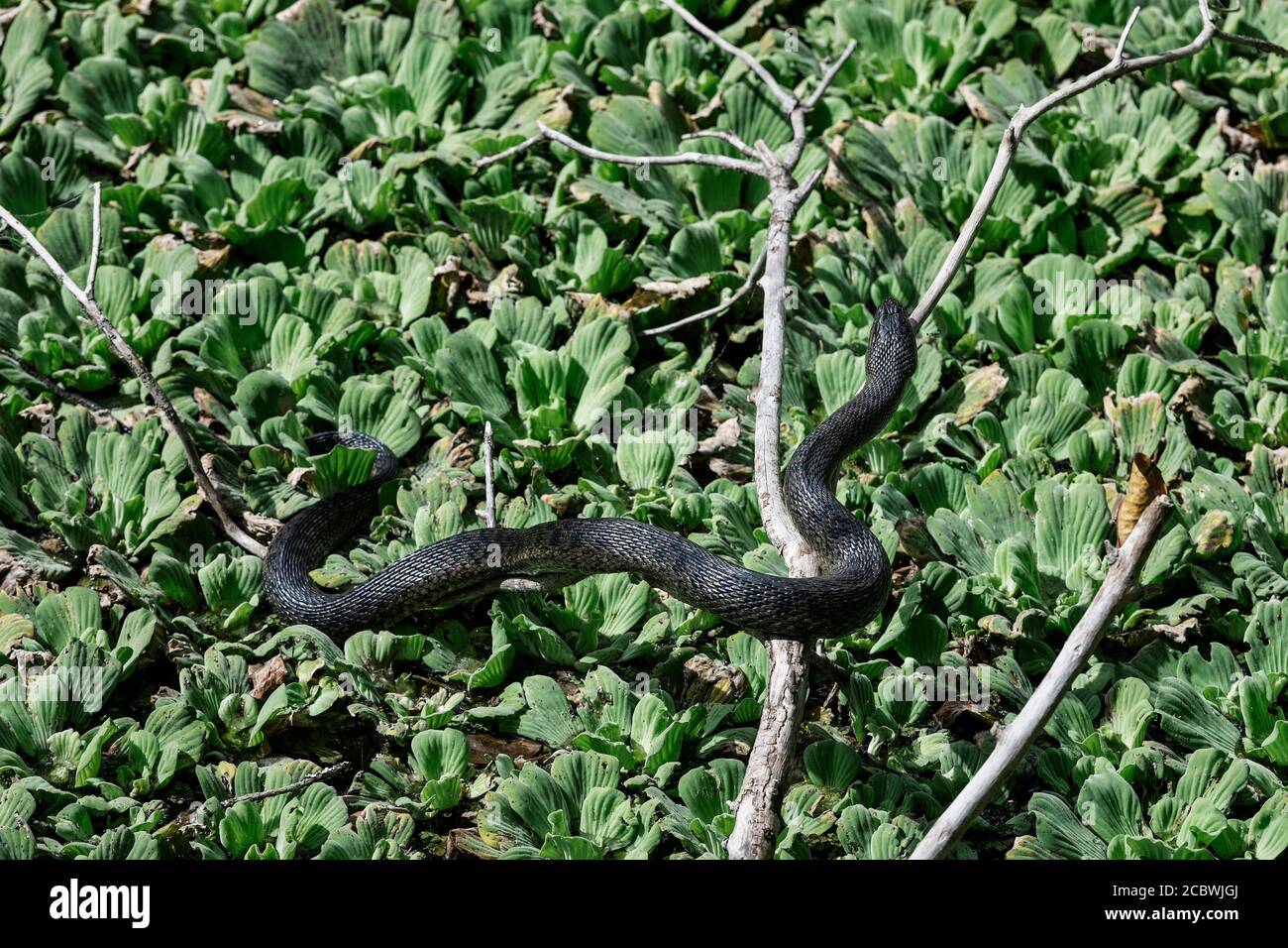 Southern black water snake sunning in the Corkscrew Swamp Sancutuary