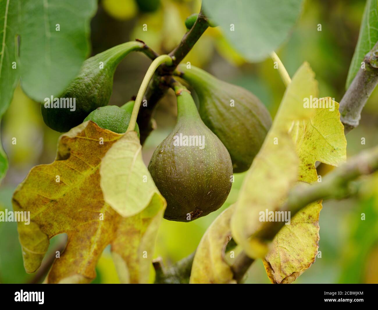 Homegrown figs in a country garden in southeast UK, August Stock