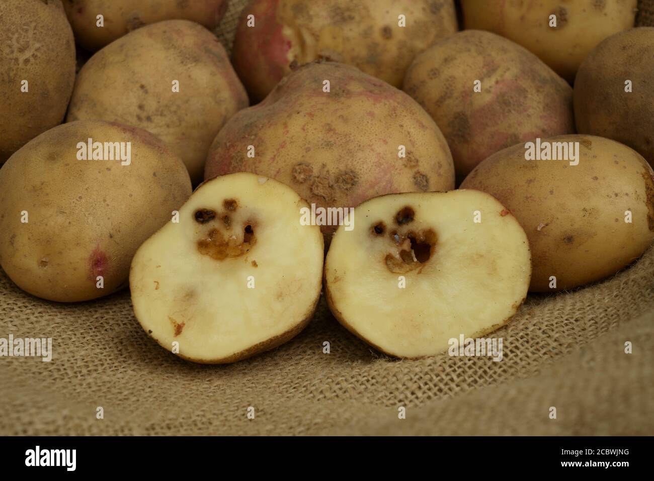 Slug damaged potatoes hires stock photography and images Alamy