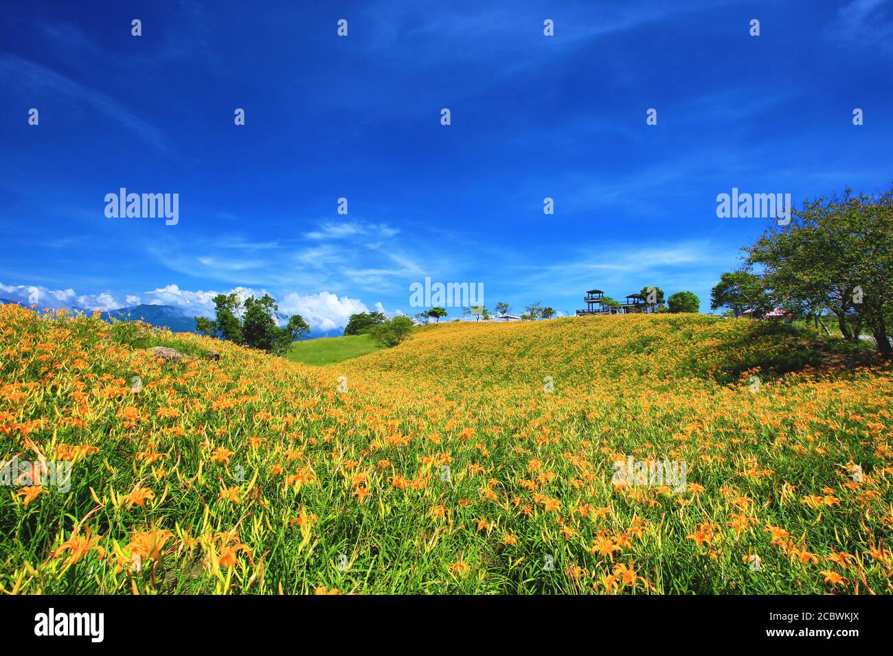 Beautiful scenery of daylily flowers with viewing platform in a sunny day Stock Photo