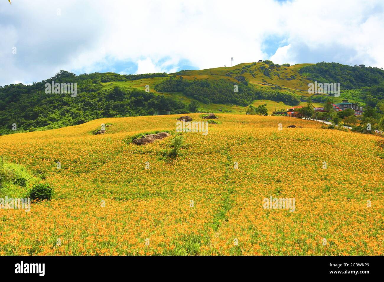 Daylily flowers and buds blooming on the hill in a sunny day,beautiful scenery of orange hemerocallis Stock Photo