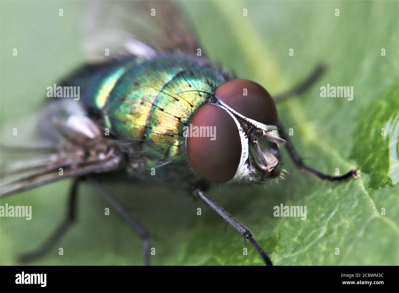 Green bottle fly close up focus on eyes Stock Photo