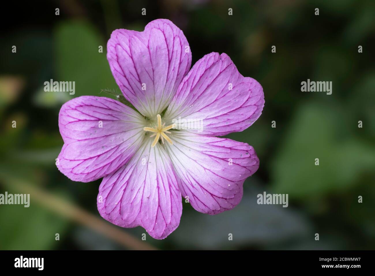 Pink proliferating Geranium endressii or Endres cranesbill or French crane's-bill flower Stock Photo