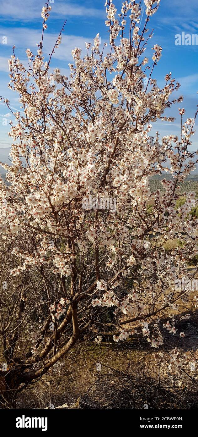 Almond flower trees at spring. Small tree with many flowers Stock Photo