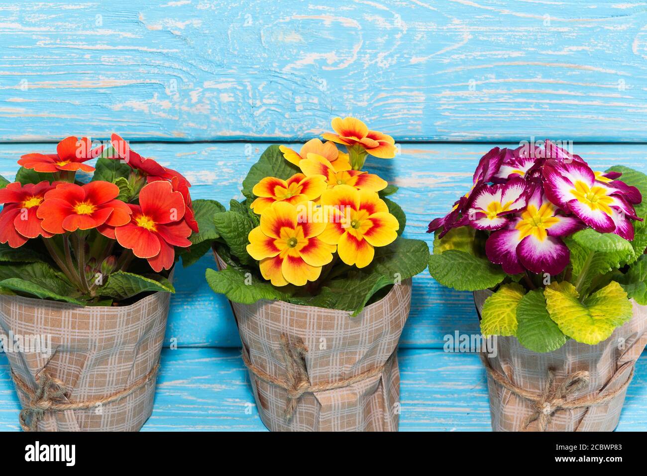 primroses are the first flowers that bloom in early spring, on a wooden background and a place for the inscription. gift. Mother's day. Stock Photo