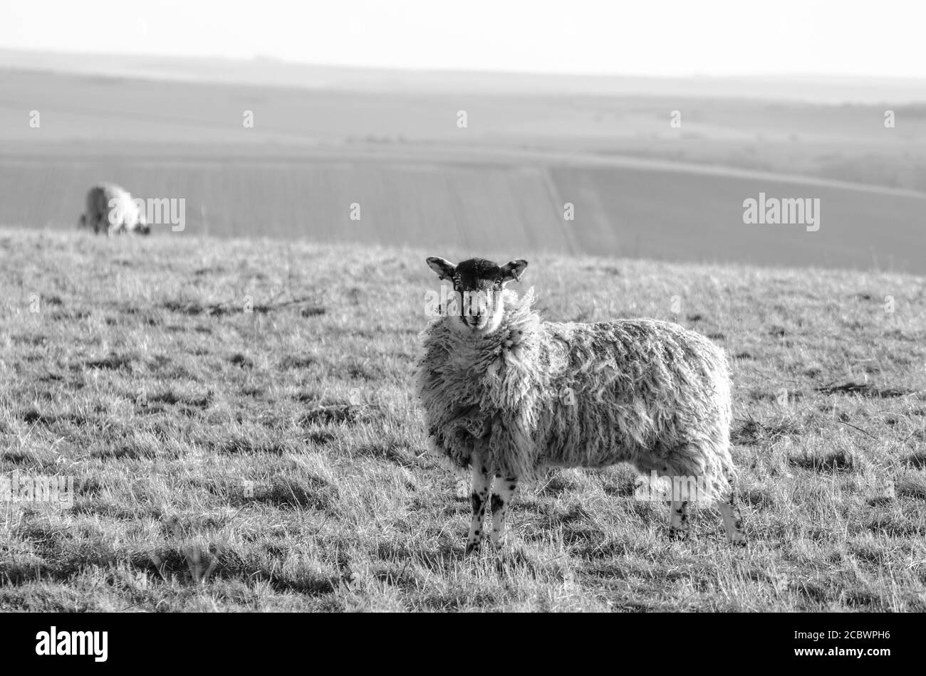 Black And White Sheep Stock Photo Alamy