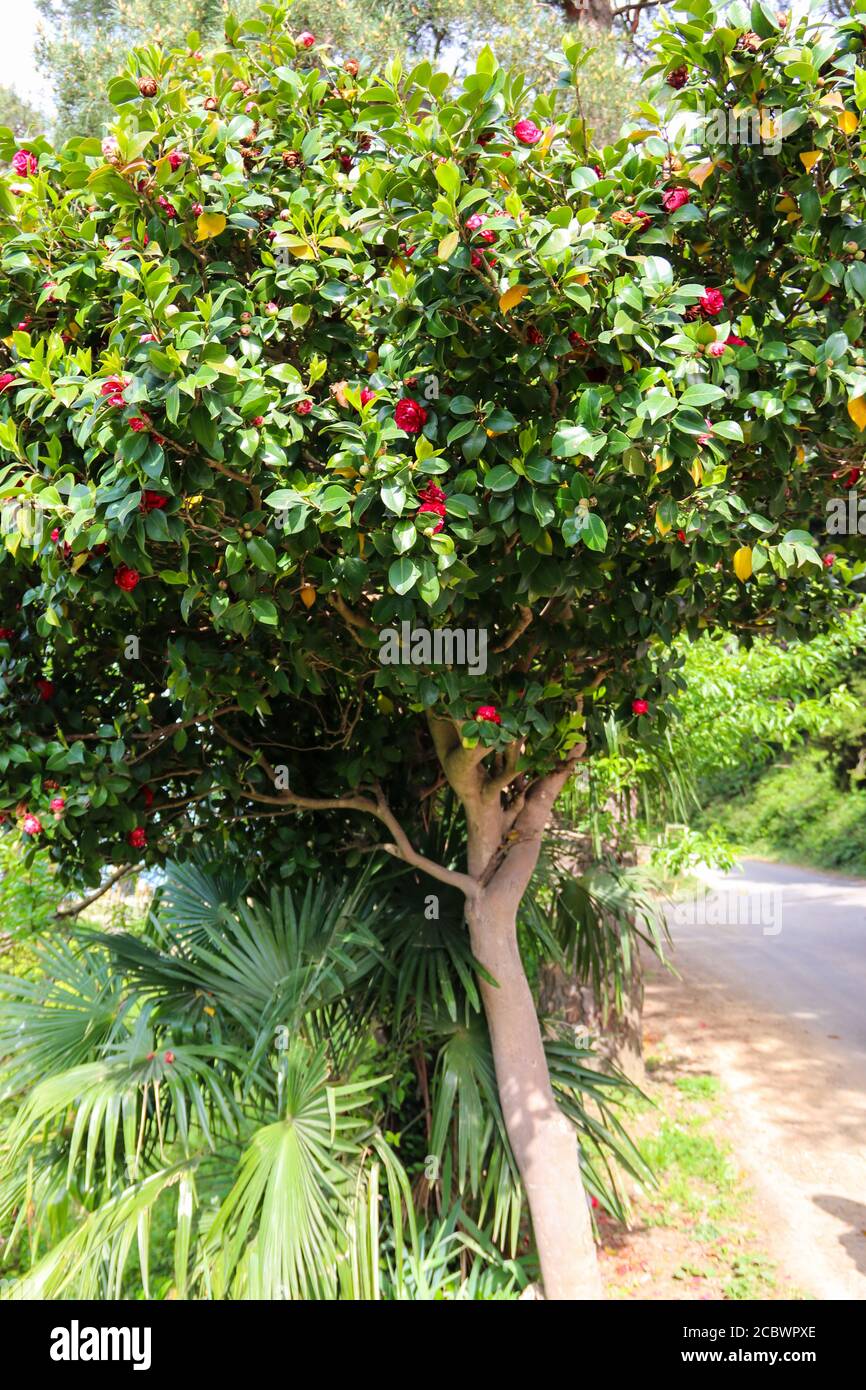 Camellia tree hi-res stock photography and images - Alamy