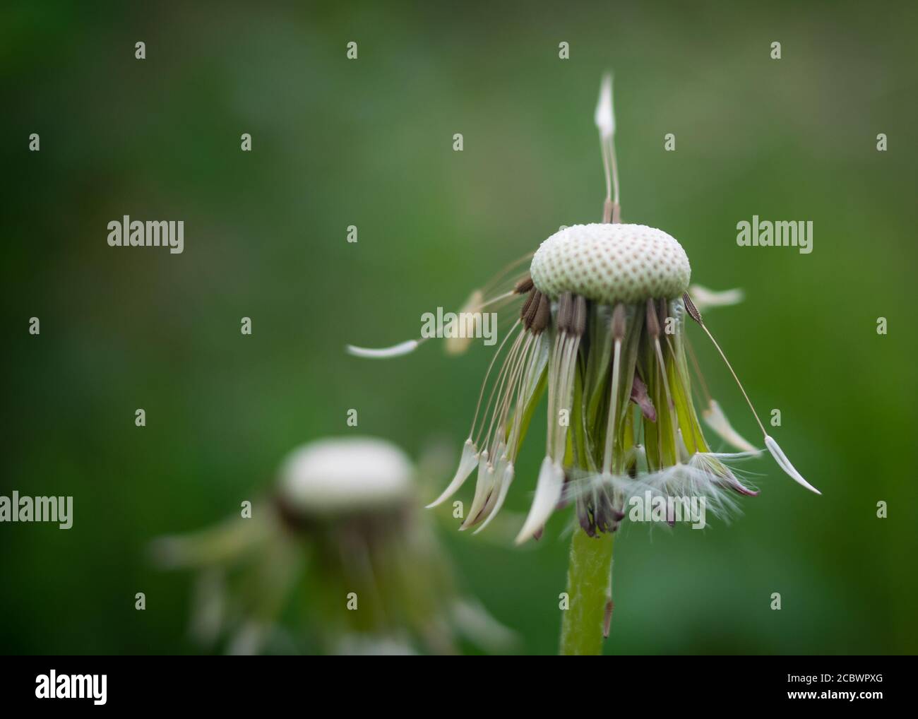 Single stem of the wild officinal plant of the dandelion, flower with seeds with the typical umbrella shape Stock Photo