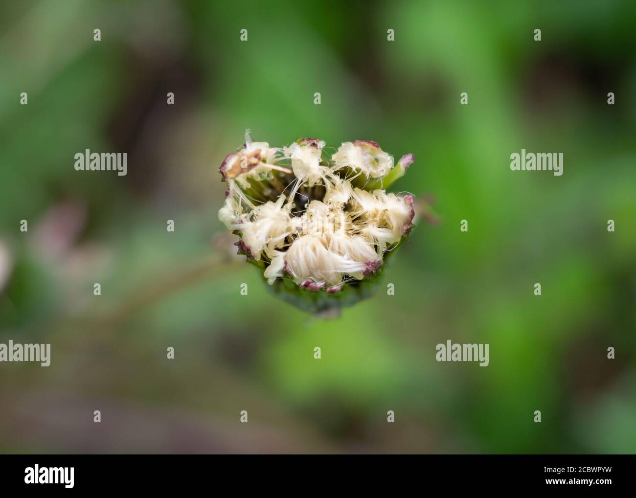Stem of the wild officinal plant of the dandelion, closed flower with seeds with the typical umbrella shape Stock Photo