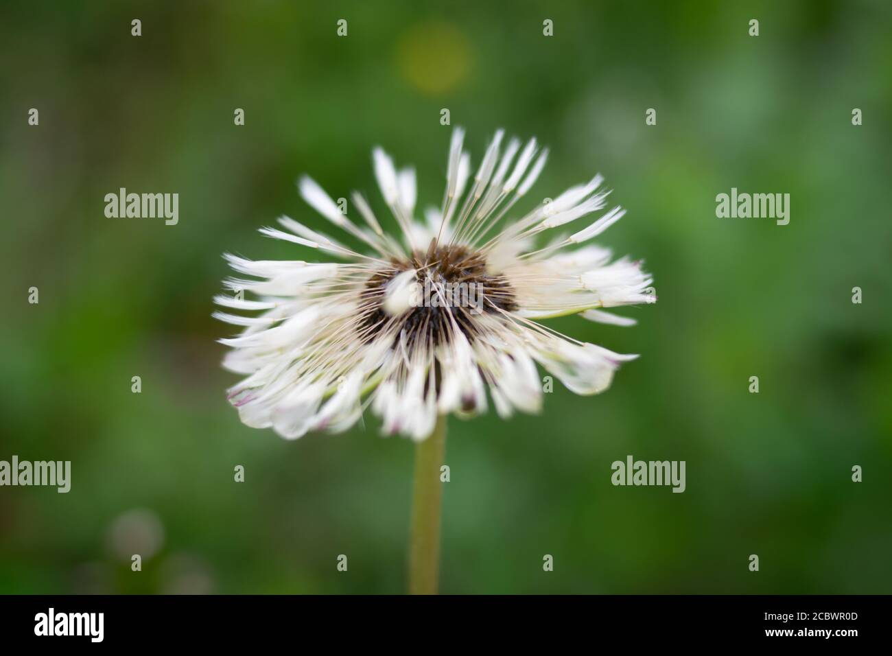Single stem of the wild officinal plant of the dandelion, with seeds with the typical umbrella shape Stock Photo