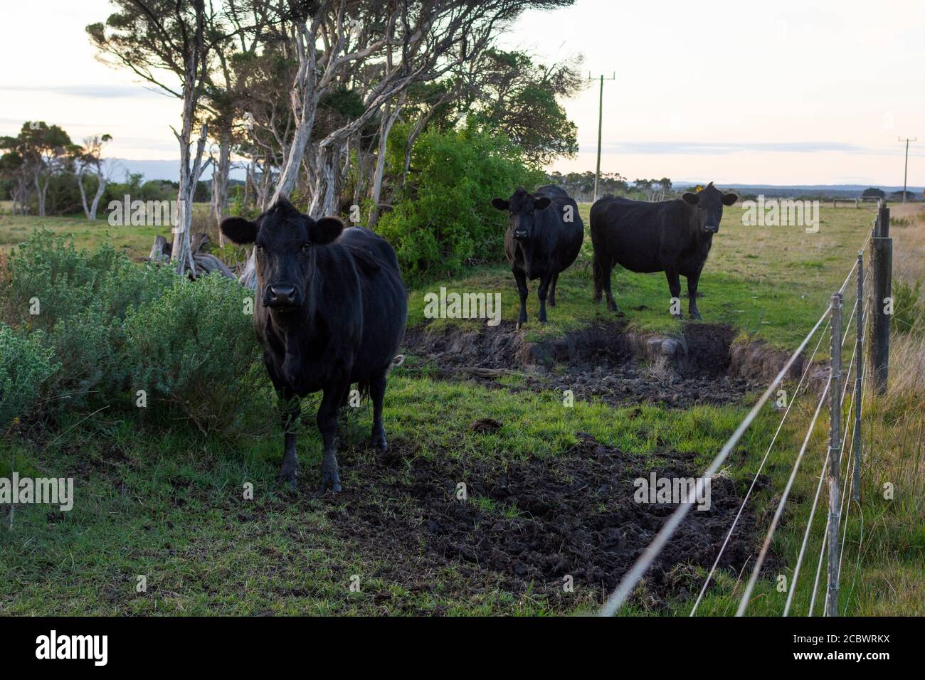 Three black cows on the green field looking at me Stock Photo - Alamy
