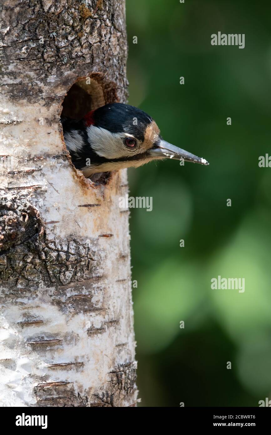 Great Spotted Woodpecker In Woodland Hi res Stock Photography And great-spotted-woodpecker-in-woodland-hi-res-stock-photography-and