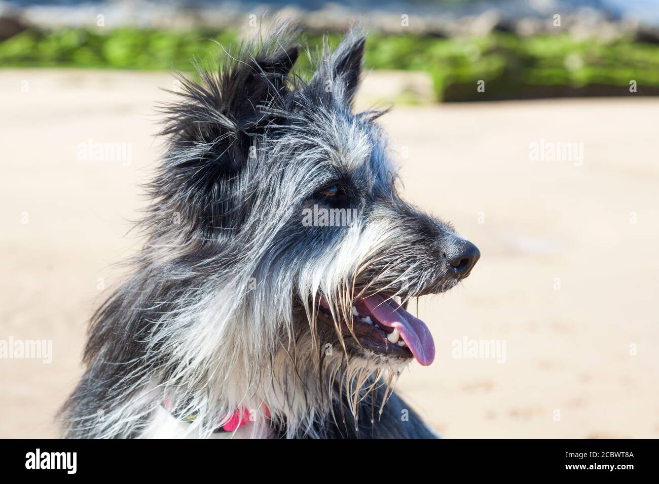Side view of hairy black and white dog, with its tongue out Stock Photo