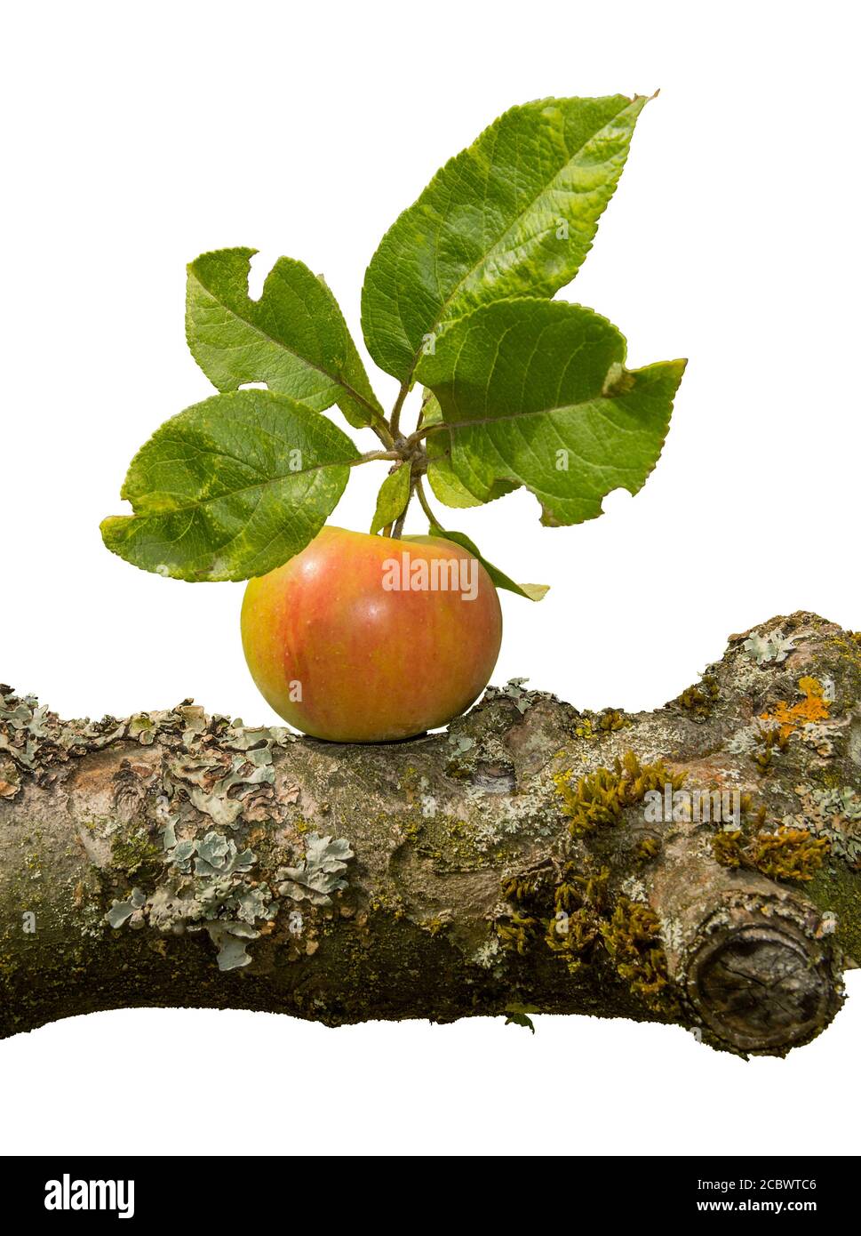 ripe apple on a tree branch isolated on white background Stock Photo