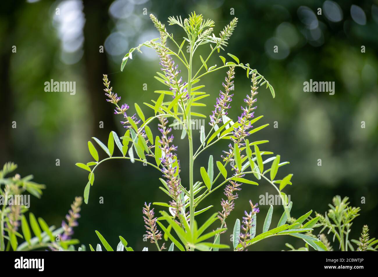 Botanical collection of medicinal and edible plants and herbs