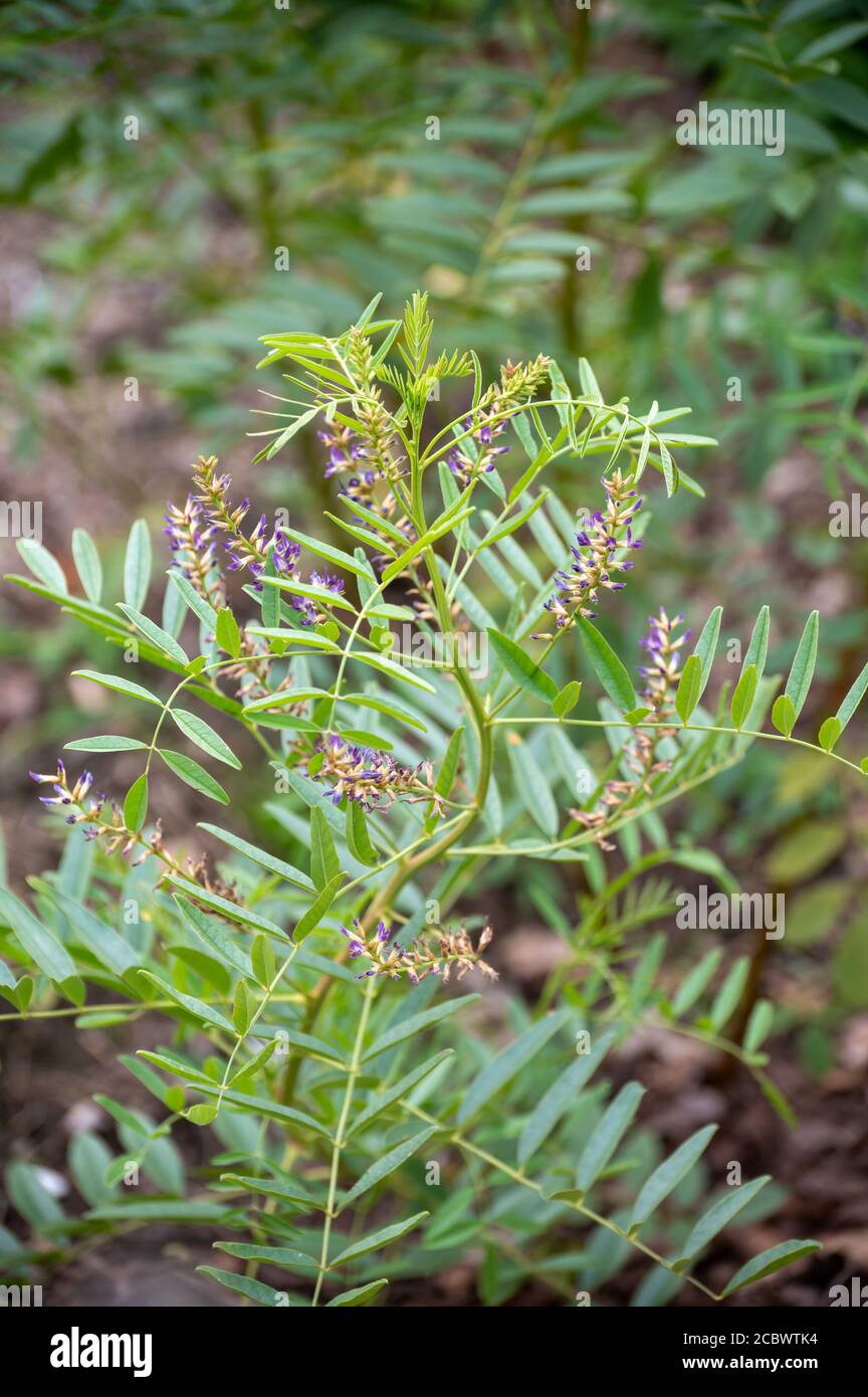 Botanical collection of medicinal and edible plants and herbs