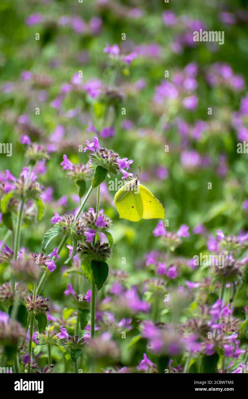 Botanical collection of medicinal plants and herbs, Betonica or Stachys officinalis, hedgenettle, betony, bishopwort plant and yellow butterflies Stock Photo