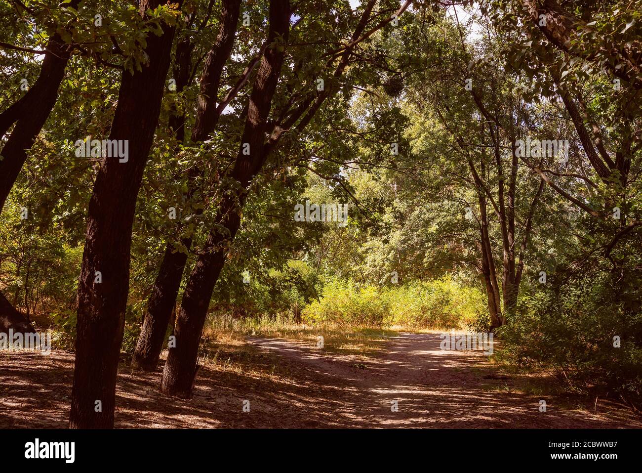 Forest in summer. A path between maple, oak, willow and poplar trees during a sunny day Stock Photo