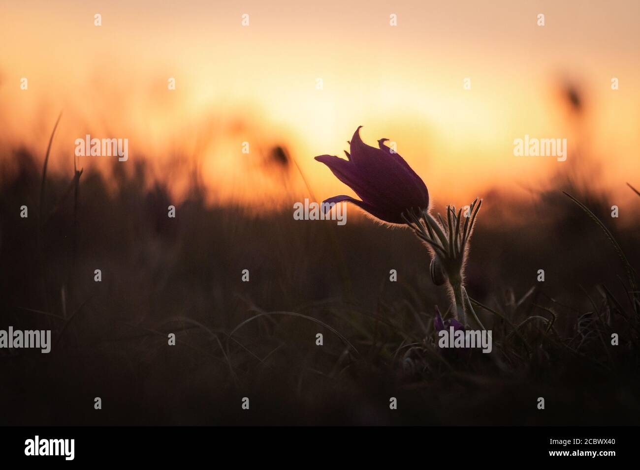 The sun goes down on the hill behind the pasque (Pulsatilla vulgaris) flower on a Hertfordshire evening Stock Photo
