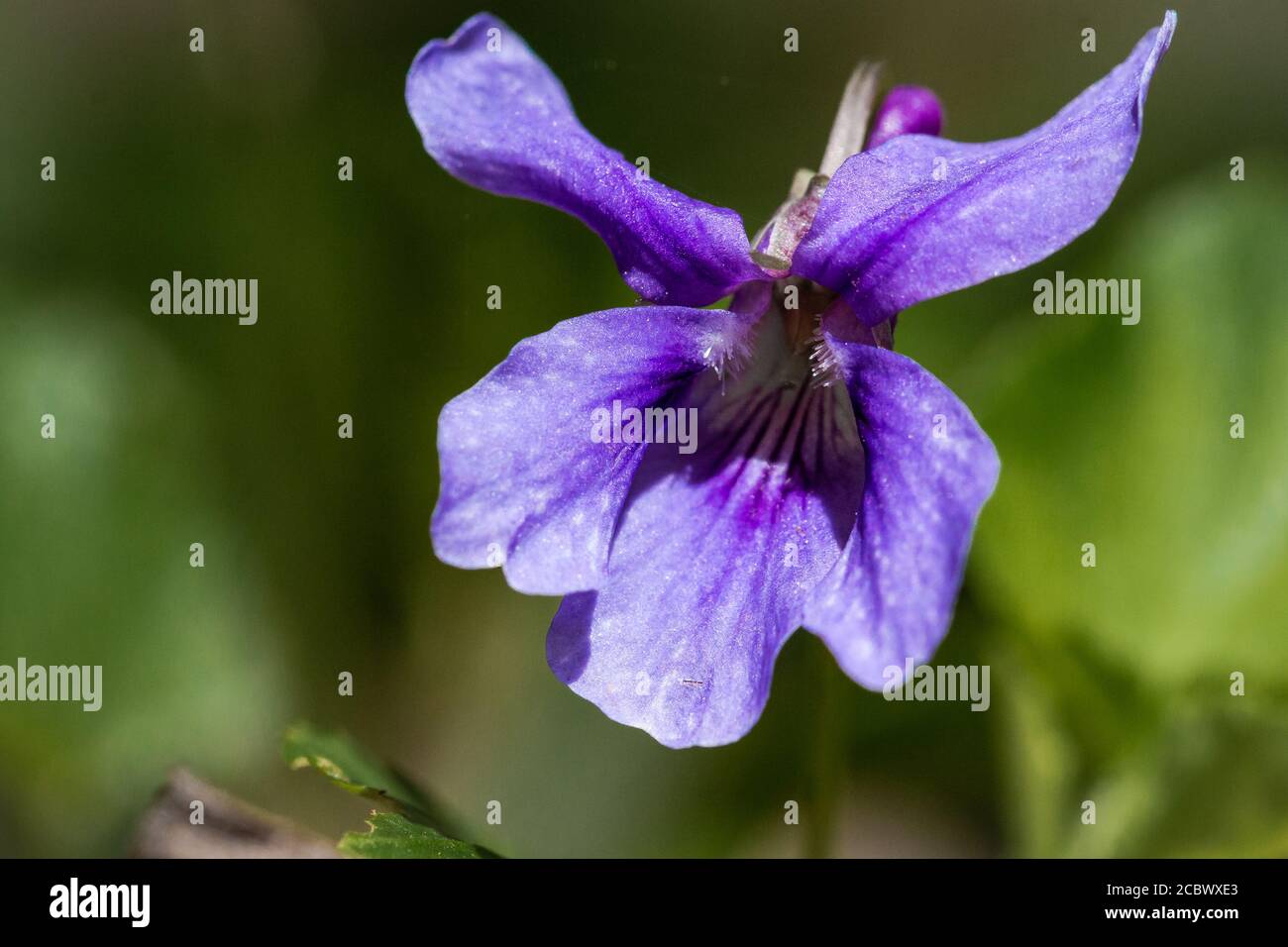 Viola Rivinia Cuckoos stockings hi-res stock photography and images - Alamy
