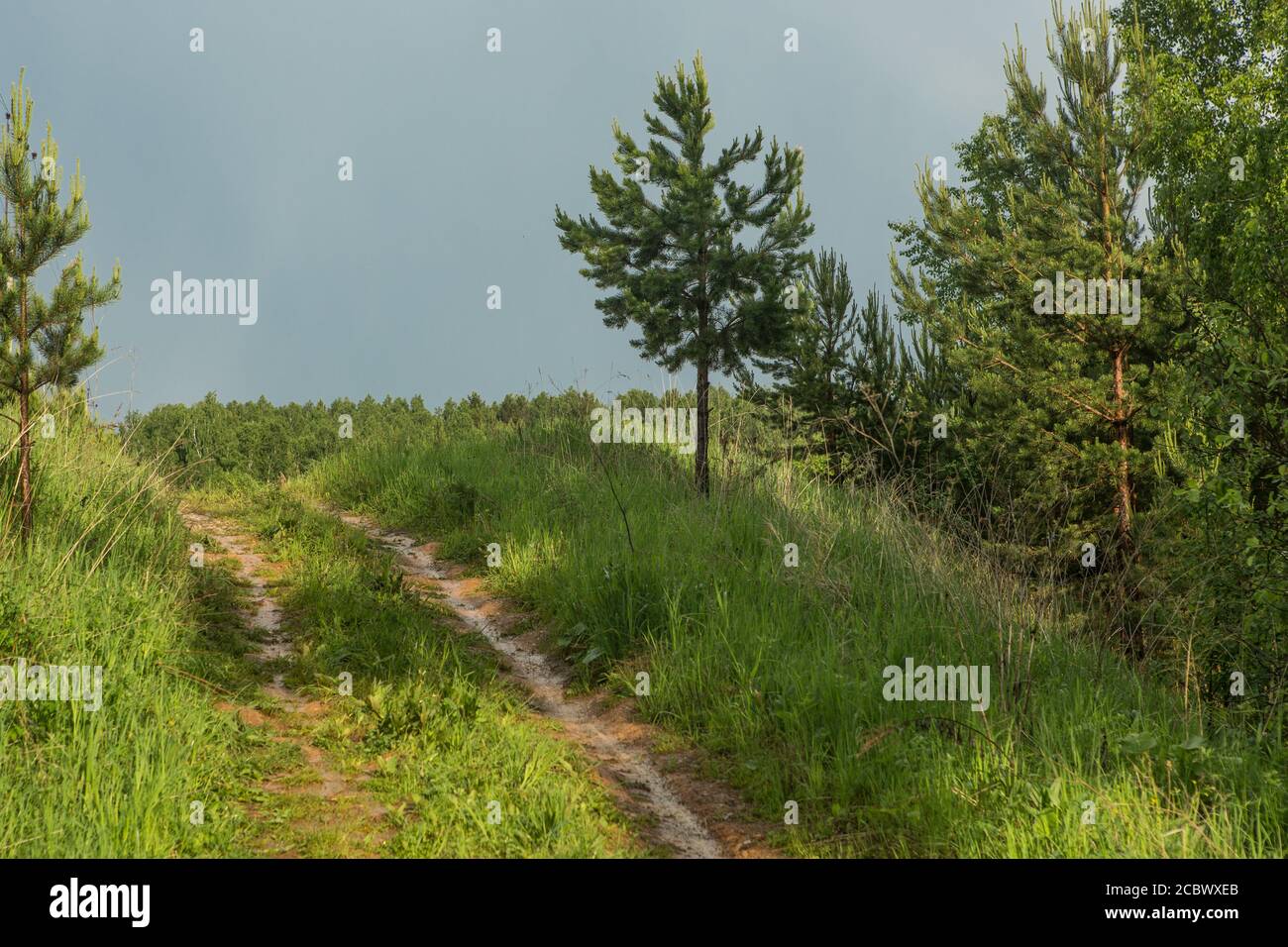 Country road in a deciduous forest on a foggy September Stock Photo - Alamy