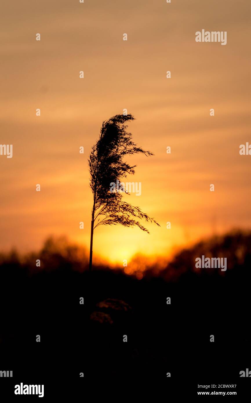 The orange sun sets giving a silhouette of a the seeds of a reed at Redgrave and Lopham fen Stock Photo