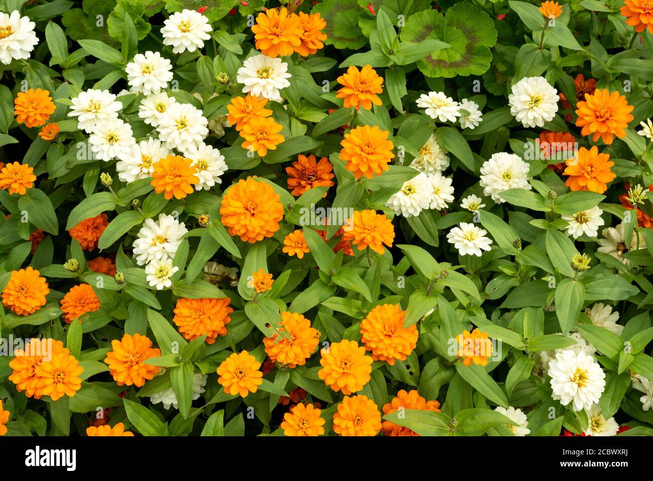 Zinnia hybrida Zahara mixed flowers or mixed Zinnia bright orange and Zinnia white flowers top angle view of blooming flower bed of summer flowers. Stock Photo
